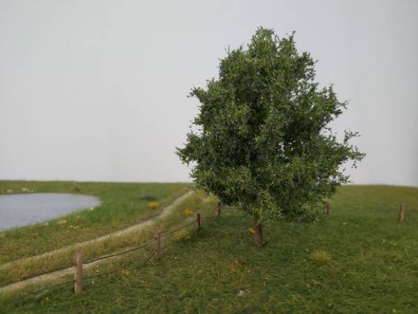 Pflaumenbaum Profiline, Sommer H0